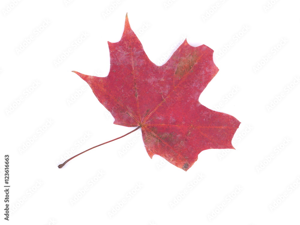 dry maple leaf on a white background dry maple leaf on a white background
