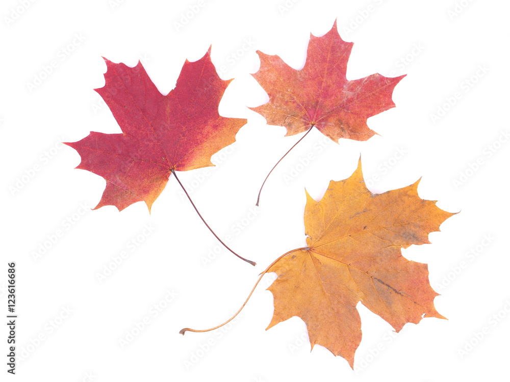 dry maple leaf on a white background dry maple leaf on a white background