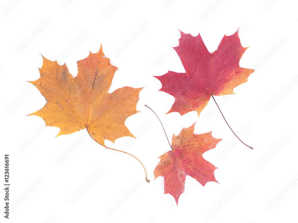 dry maple leaf on a white background dry maple leaf on a white background