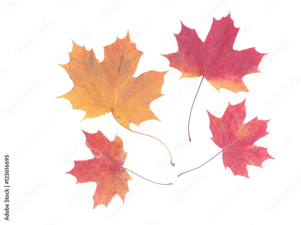 dry maple leaf on a white background dry maple leaf on a white background