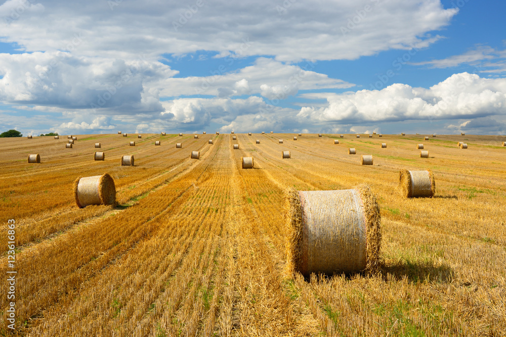 Fototapeta premium Bales of Straw in Endless Stubble Field during Harvest, Summer Landscape under Blue Sky