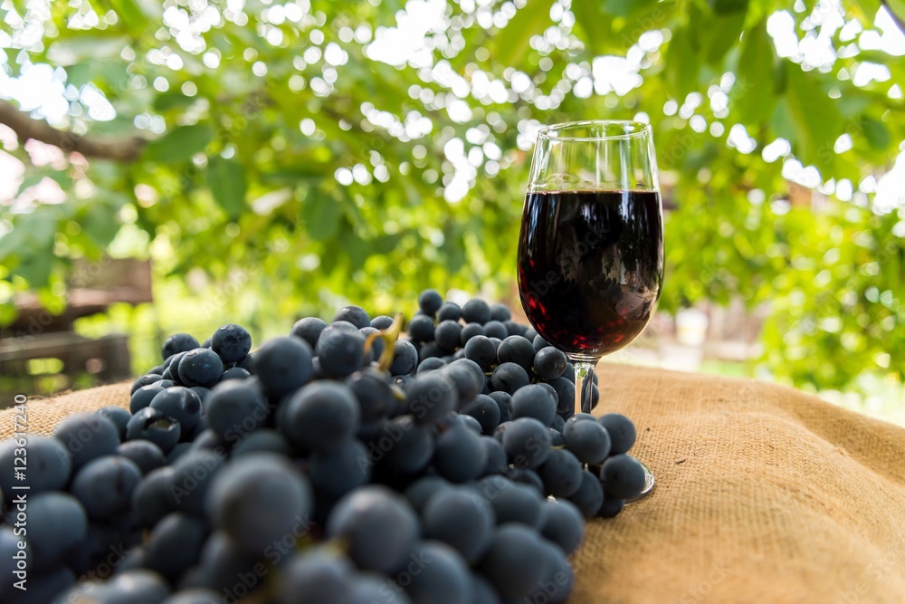 Red wine glass and bunch of grapes outdoor against blurred green natural background. Space in left side.