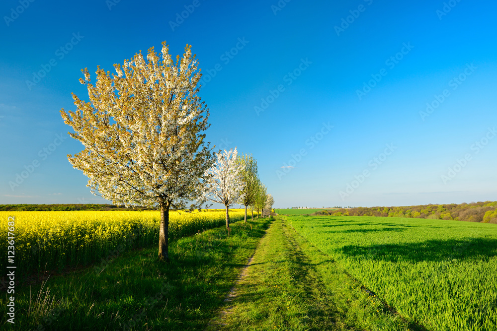 Cherry Trees in Full Bloom along Fields of Wheat and Oilseed Rape in Spring Landscape under Blue Sky