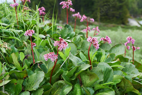 Bergenia cordifolia (Bergenia crassifolia, the badan, Siberian t photo