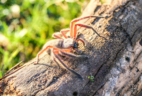 Hairy huntsman wood spider with long legs sitting on log in the sunshine.