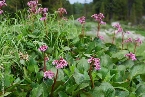 Obraz na plátne Bergenia cordifolia (Bergenia crassifolia, the badan, Siberian t