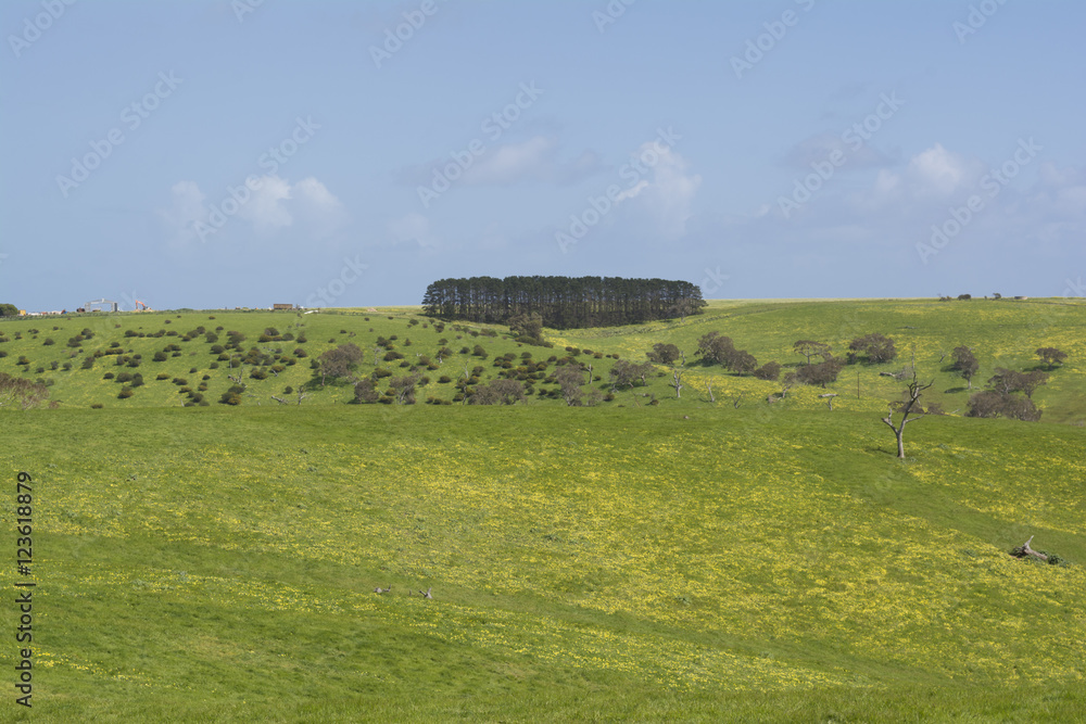 Field of Yellow Daisies and Line of Pine Trees, Fleurieu Peninsula