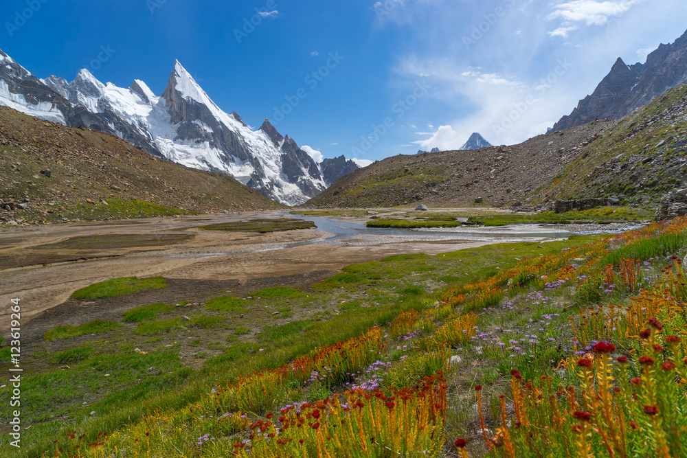 Fototapeta premium Beautiful flowers at Khuspang camp, K2 trek
