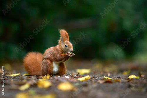 Obraz na płótnie Eichhörnchen im Herbst im Park beim Nüsse knacken