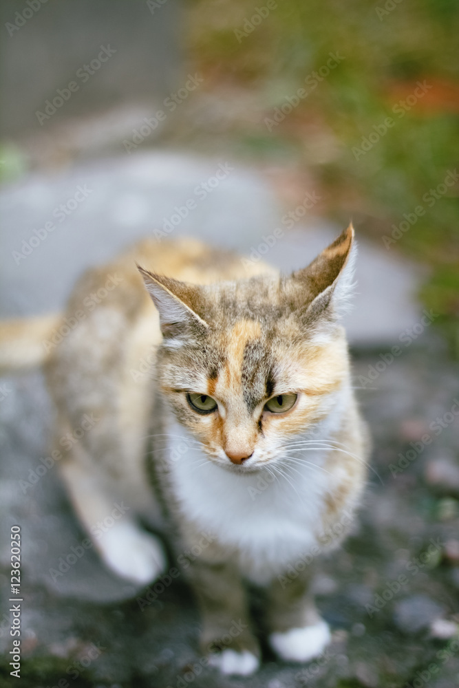 Fototapeta premium lone homeless cat