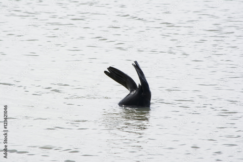 Fototapeta premium Tail Flippers of a Wild New Zealand Fur Seal, Murray River, Gool
