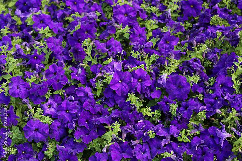Flowers of bright petunia Flowers of bright petunia