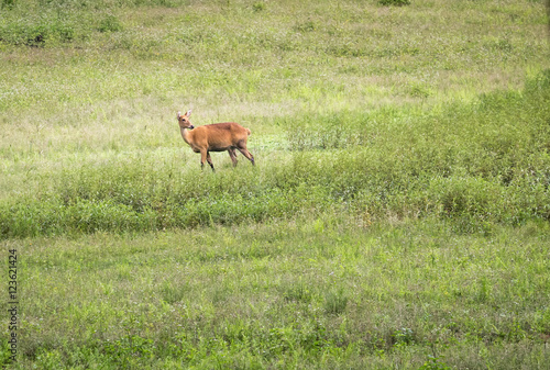 Female barasingha deer in central Indian grasslands © narayankumar