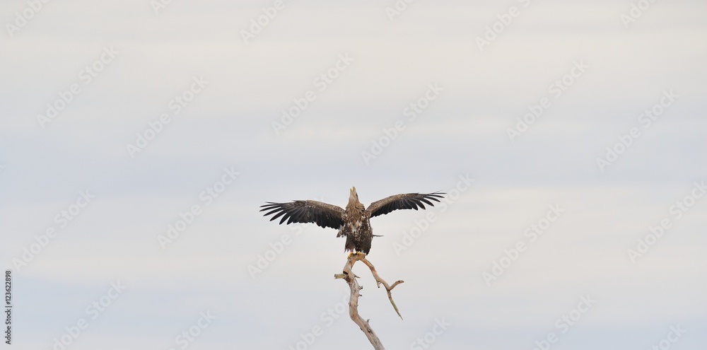 White-tailed eagle wings spread. Eagle on tree. Bird of prey. White-tailed eagle wings spread. Eagle on tree. Bird of prey.