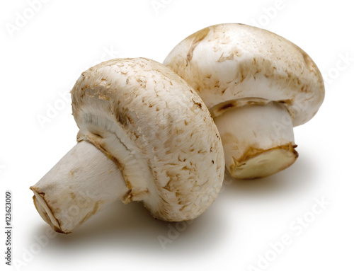 Two Mushroom