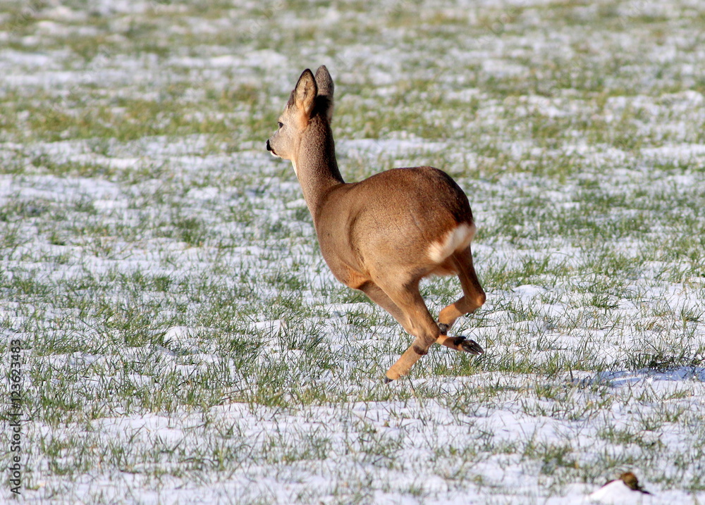 Fototapeta premium Female European Roe Deer (Capreolus capreolus) sprinting through a field in winter.
