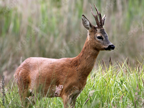 Male Roe Deer (Capreolus capreolus) seen in profile