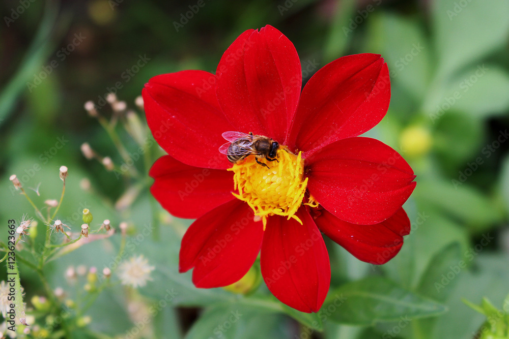 bee collects nectar on a red flower bee collects nectar on a red flower