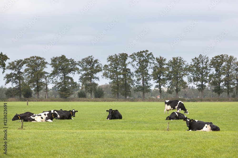 black and white cows in field with tree line in the netherlands black and white cows in field with tree line in the netherlands