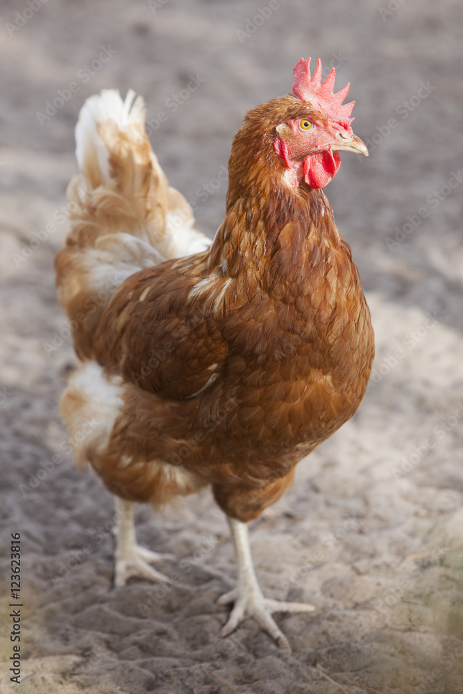 brown chicken stands in outside soil