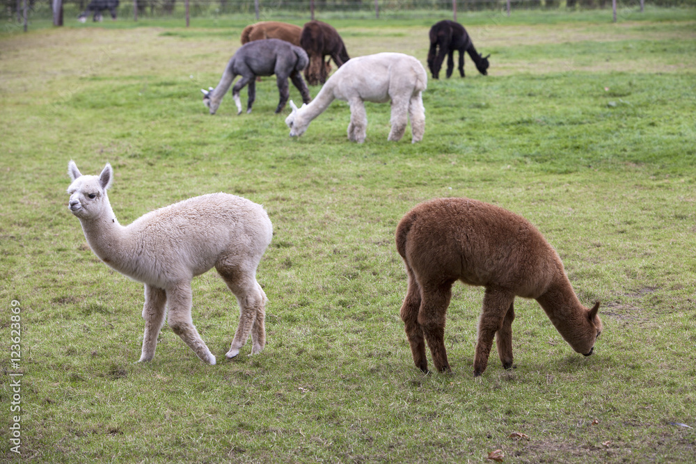 brown, black, grey and white young alpaca in green meadow brown, black, grey and white young alpaca in green meadow