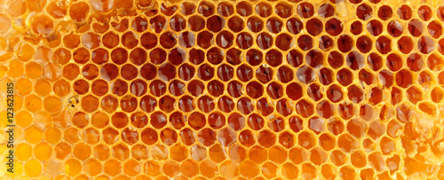 Honey Bee Wax Honeycomb