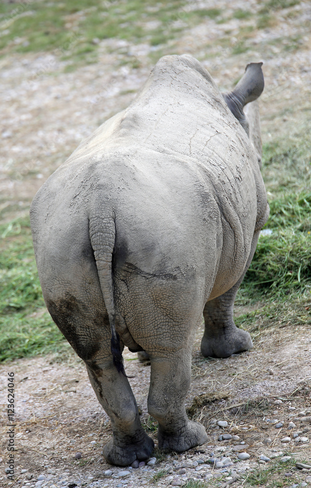 Fototapeta premium big back of the majestic rhinoceros seen from behind