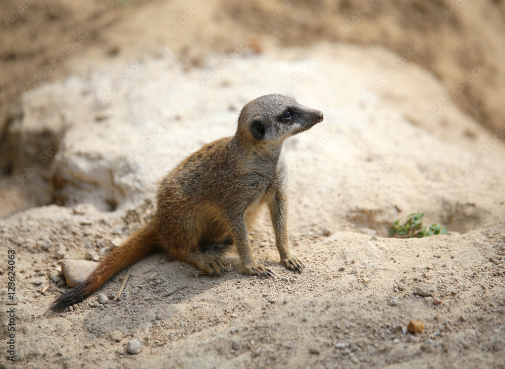 Fototapeta premium meerkat standing on the rock of the desert and controls its terr