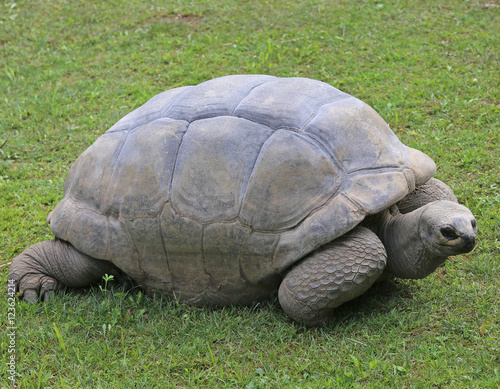 very big and old turtle with robust shell while walking photo