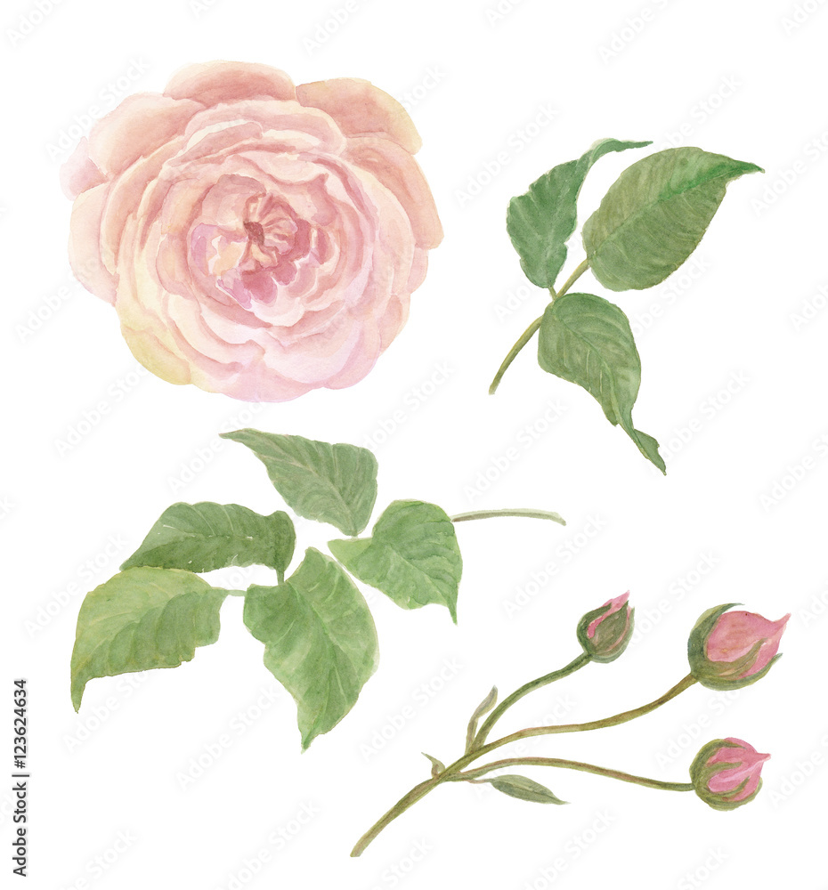 Watercolor painting rose flowers and leaves isolated on white. Design for invitation, wedding or greeting cards
