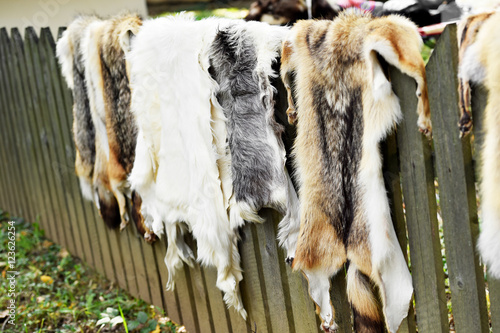 Animals fur for clothing on a wooden fence