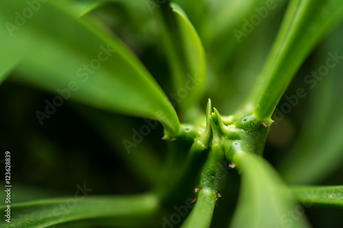 macro detail of a tropical carnivorous plant