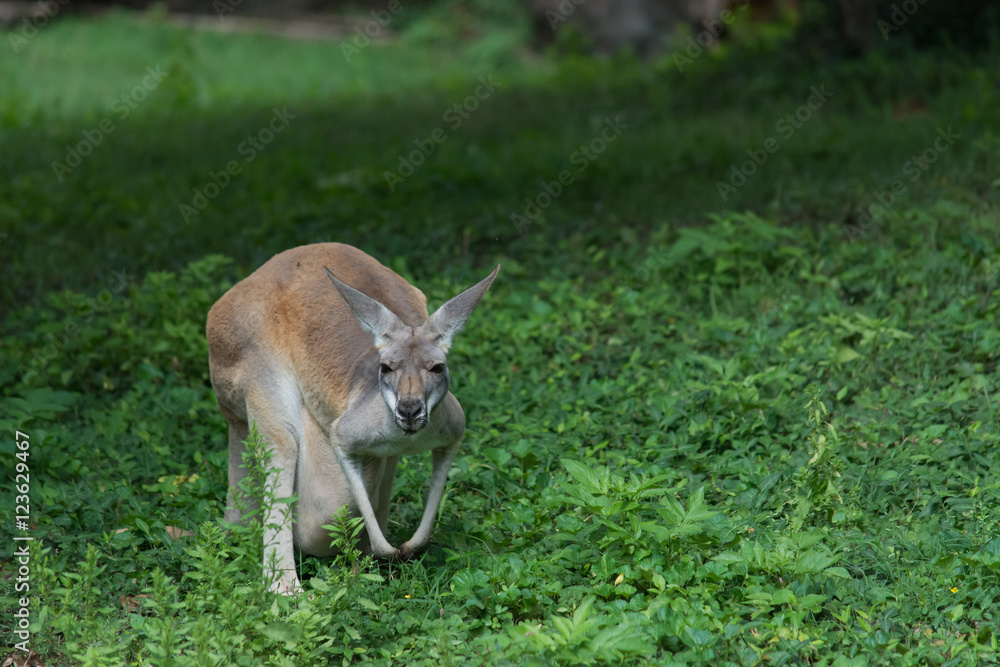 Kangaroo in captivity.  