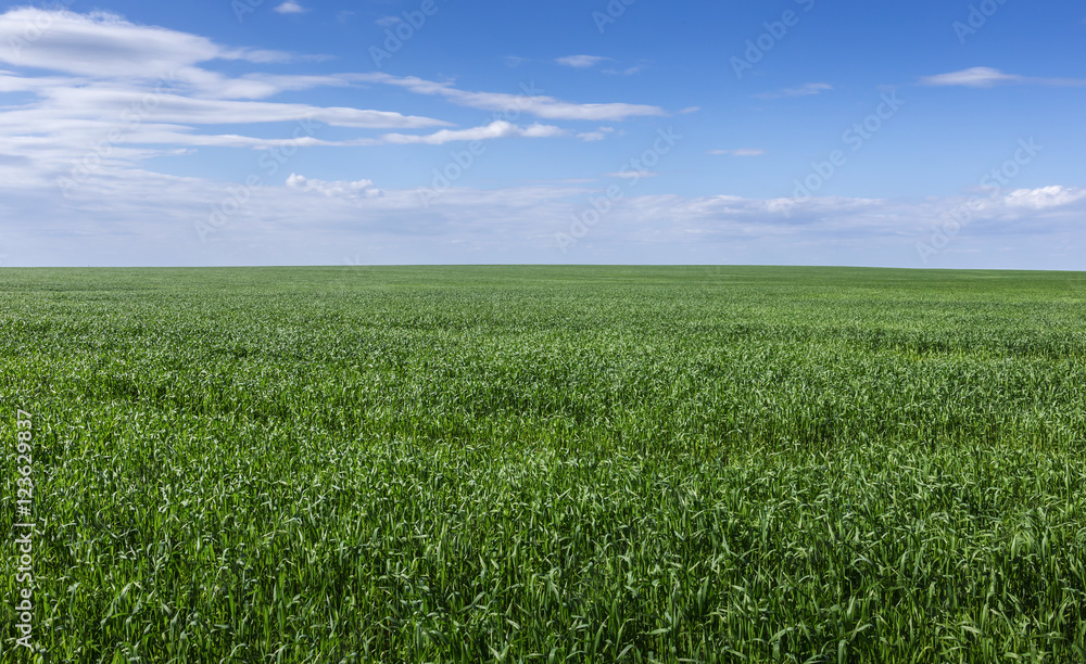 field of green grass and sky