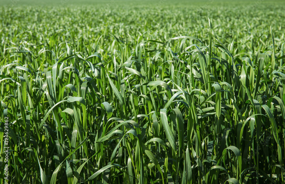 field of green grass field of green grass