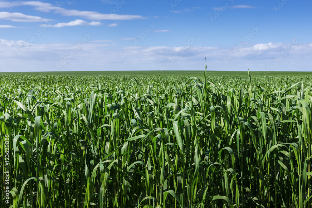 Fototapeta premium field of green grass and sky