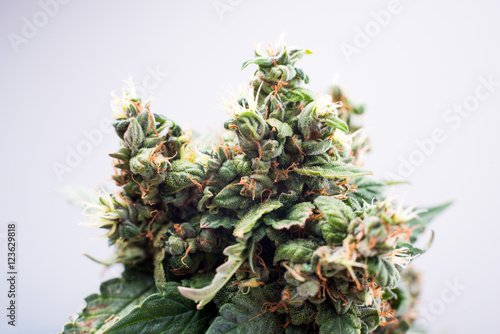 .marijuana cannabis plant