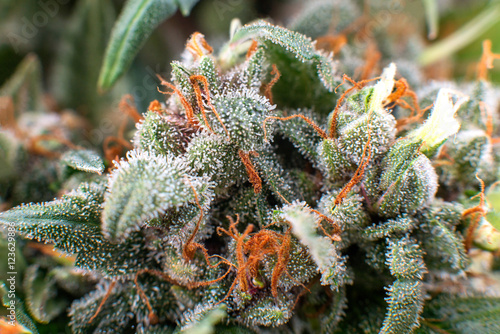 Bilde på lerret cannabis crystals trichomes, thc marijuana plant medical