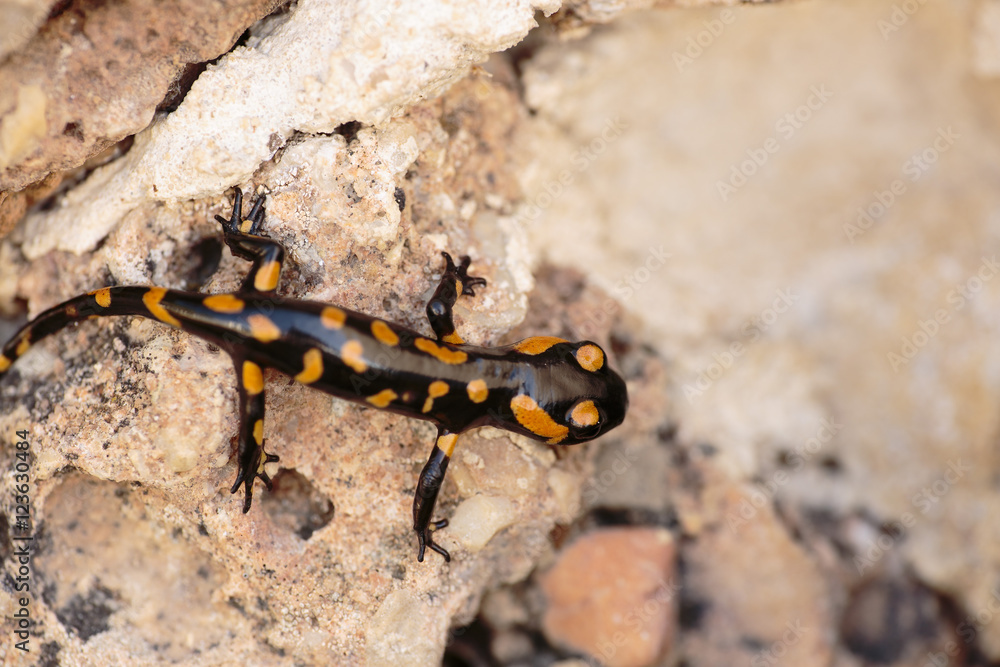 Salamander perched on a rock Salamander perched on a rock