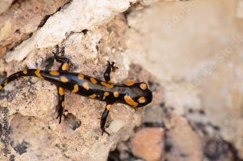 Salamander perched on a rock © FRANCISGONSA