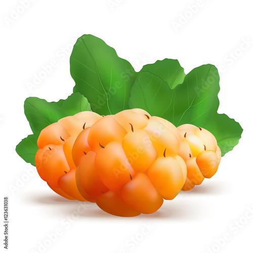 Ripe cloudberry vector illustration. Creeping raspberry with yel