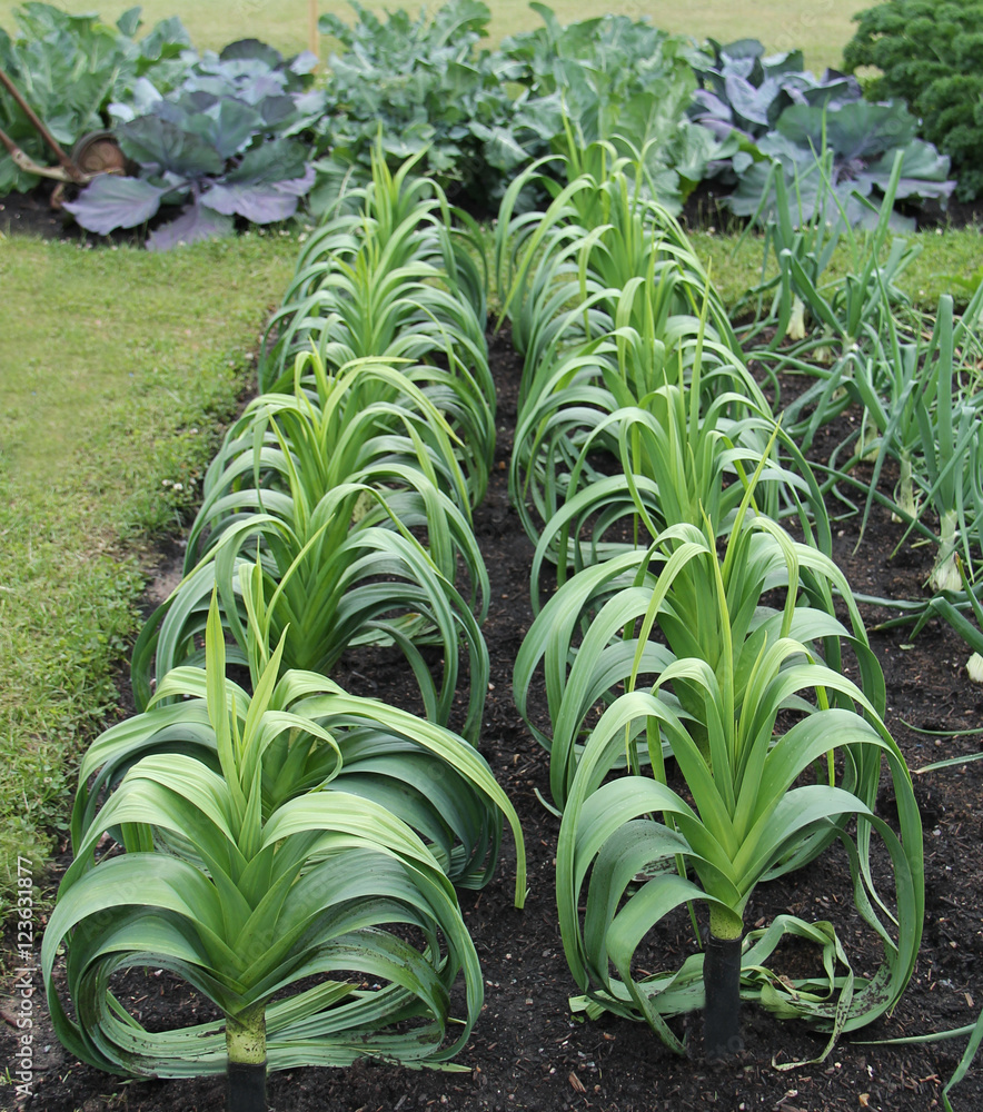 Obraz premium A Beautiful Display of Leek Plants in a Vegetable Garden.