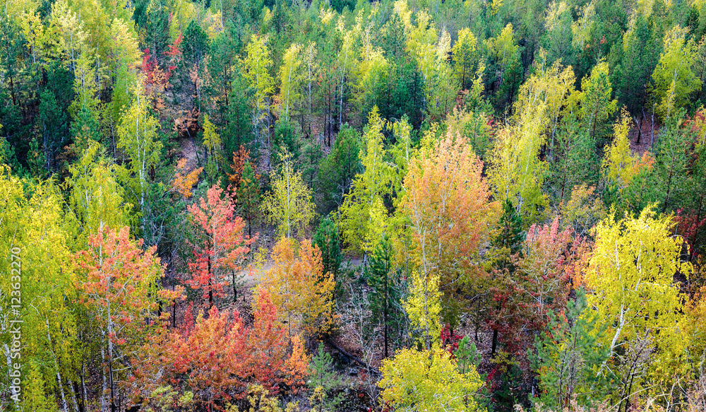 Autumn forest, top view