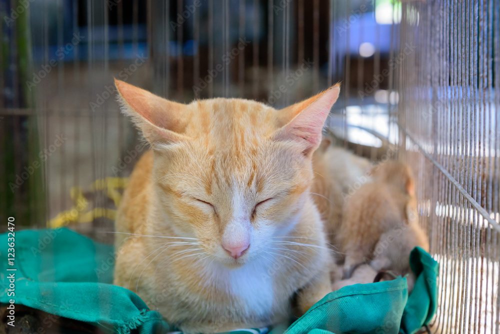Cat sleeping cage outlet
