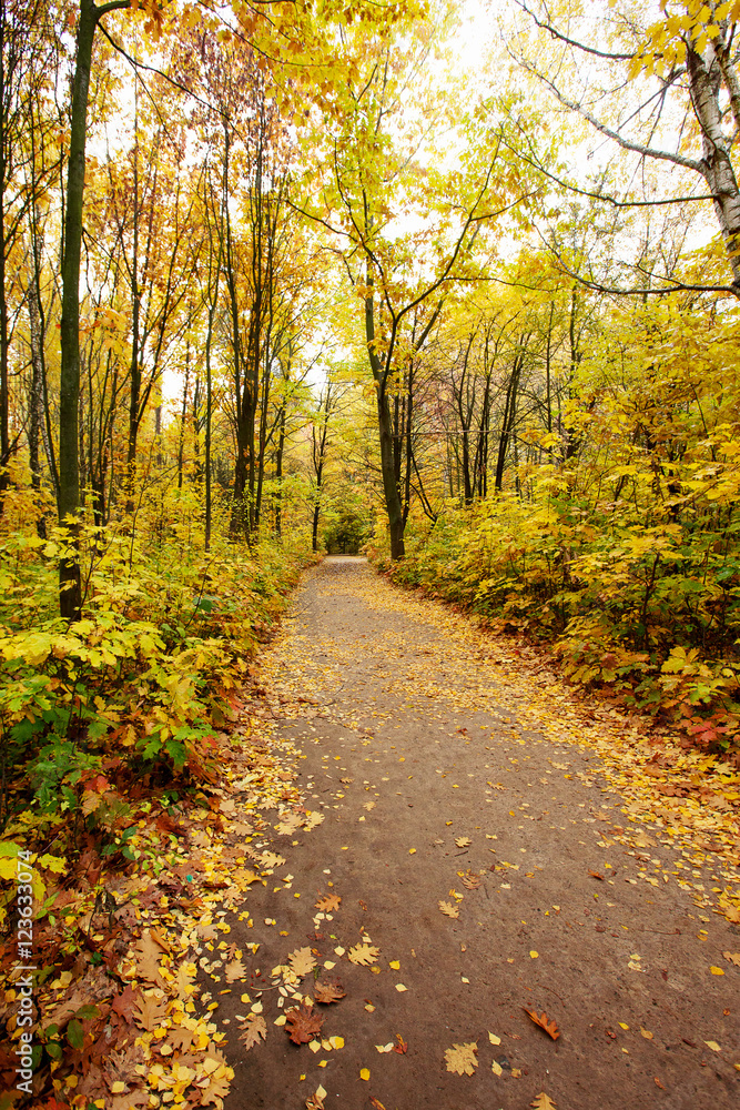 Pathway through the autumn forest Pathway through the autumn forest
