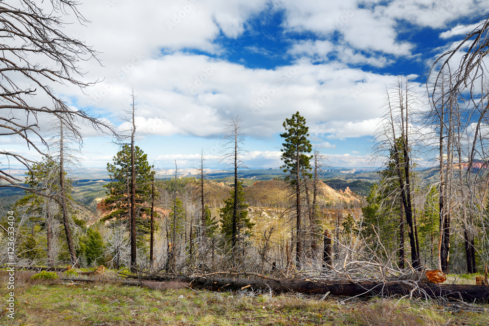 Spooky dead tree forest in Bryce Canyon National Park Spooky dead tree forest in Bryce Canyon National Park