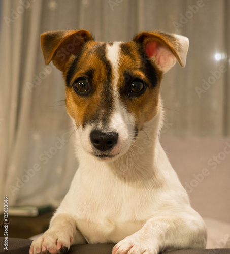 Jack Russell 2