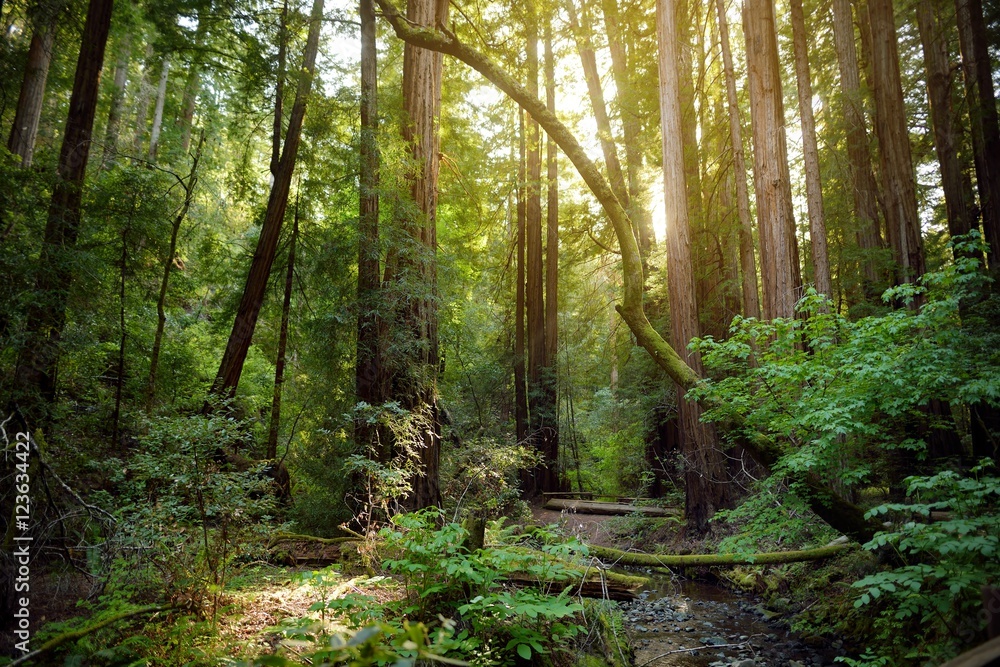 Fototapeta Wycieczkujący ślada przez gigantycznych redwoods w Muir lesie blisko San Fransisco, Kalifornia