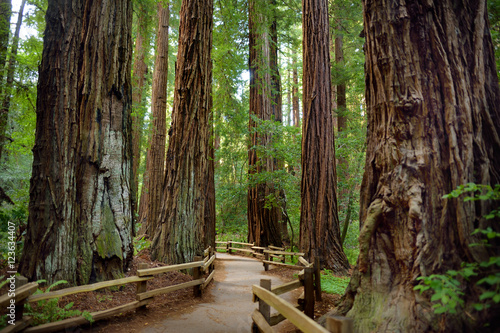 Hiking trails through giant redwoods in Muir forest near San Francisco  California