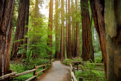 Hiking trails through giant redwoods in Muir forest near San Francisco, California photo